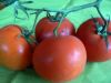 tomate_grappe