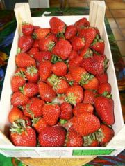 fraises cageot